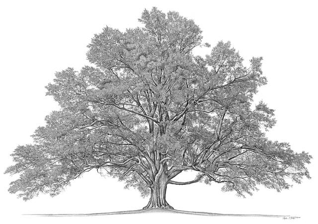 family tree
